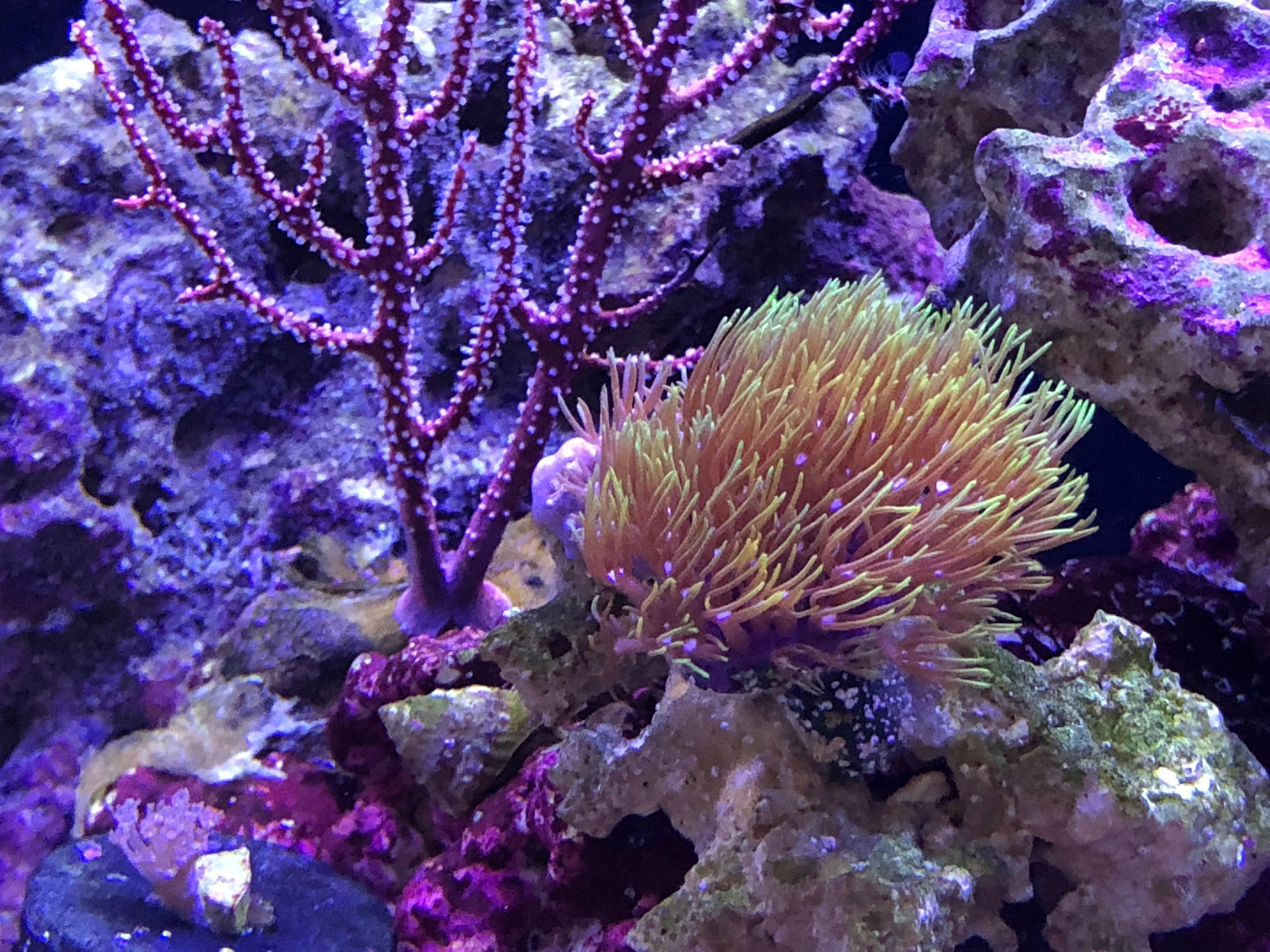 Reef and Fins - Saltwater Fish, Copepods, Corals