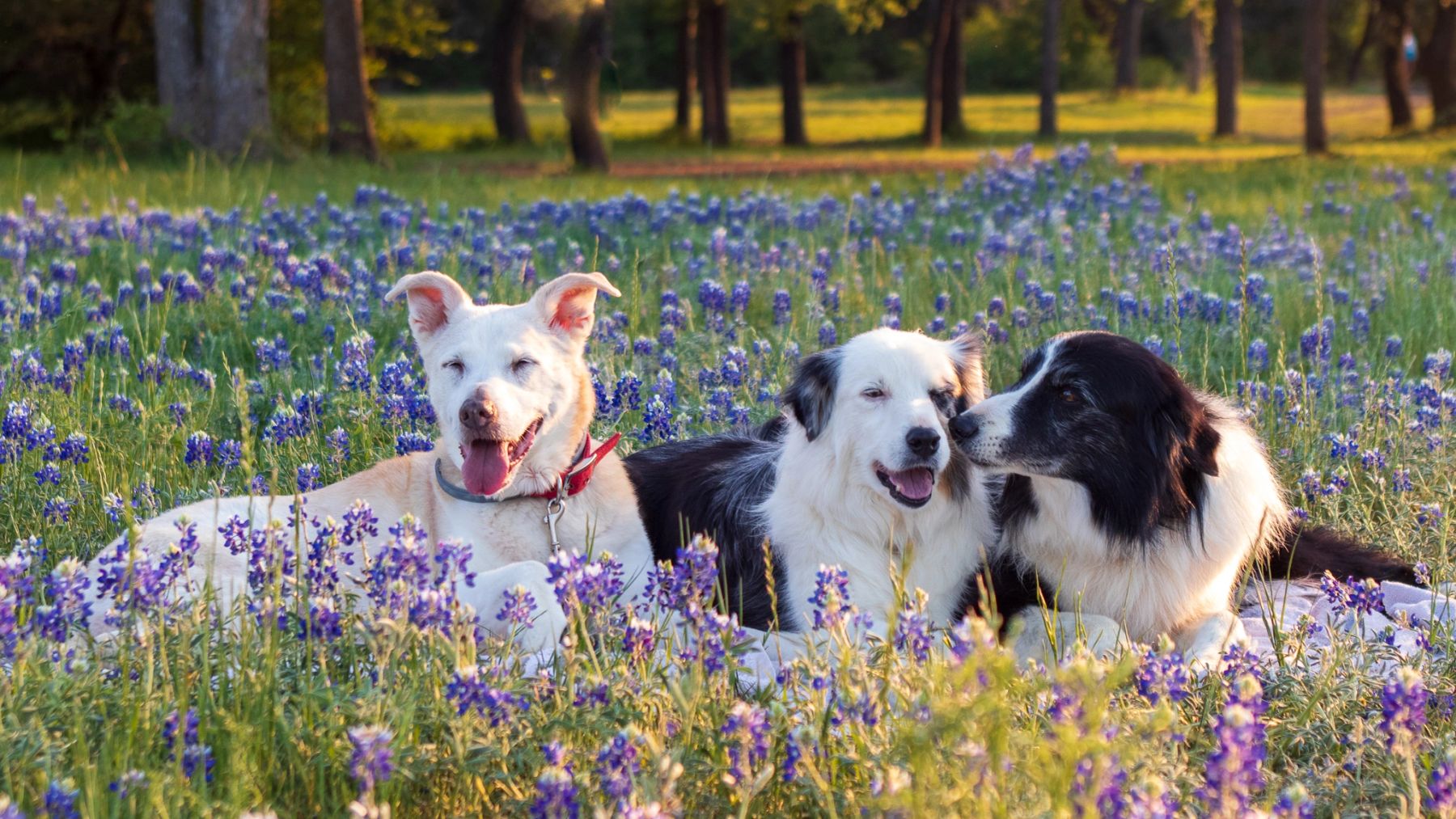Dogs resting in Texas bluebonnets
