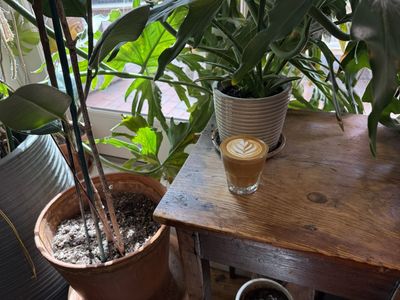 Cortado served amongst the many plants at Faro Cafe of Harvard Square in Cambridge, MA. 