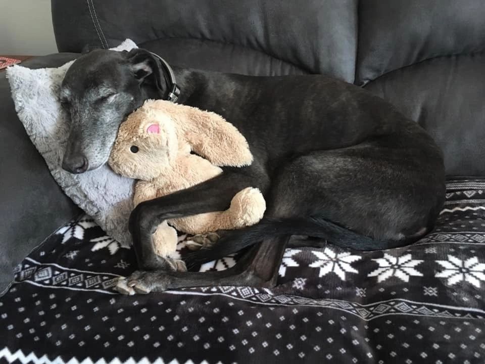 Bluegrass 2025 greyhound adoption