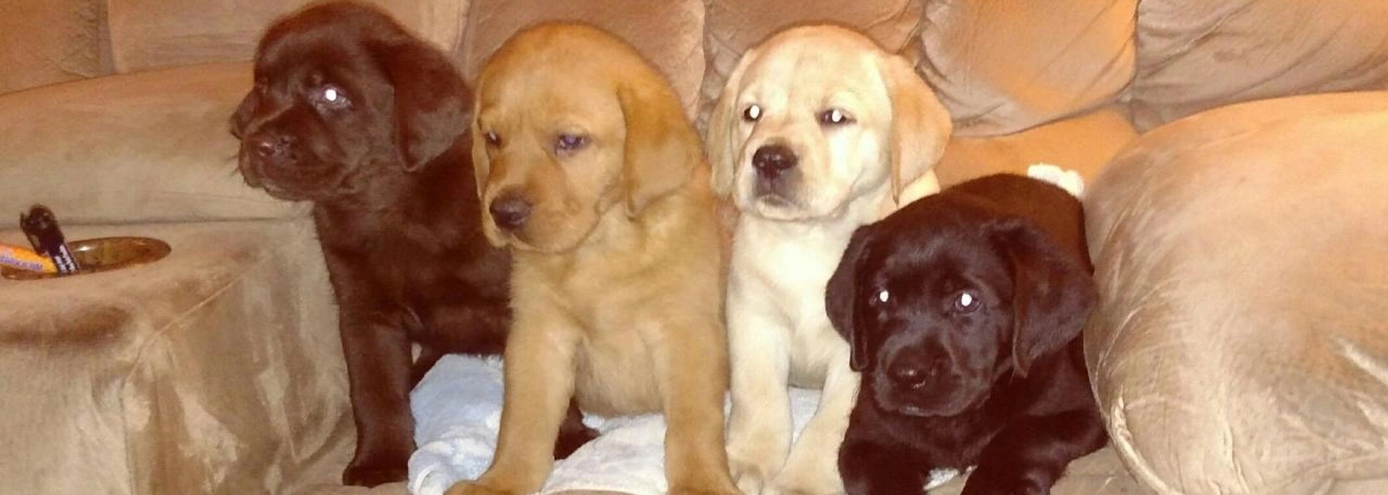 Circle S Labs Labrador Retriever Breeder Puppies