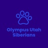 Olympus Utah Siberians