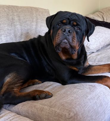 A Rottweiler lying on a beige couch.