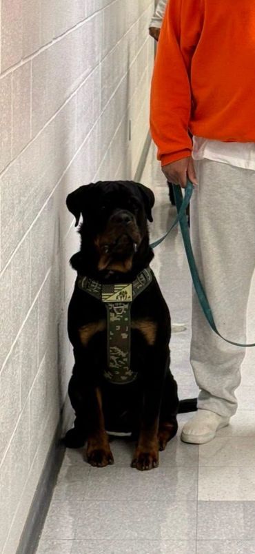 Rottweiler dog sitting next to a person in casual clothes.
