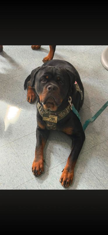 Rottweiler lying on the floor with a harness and leash.