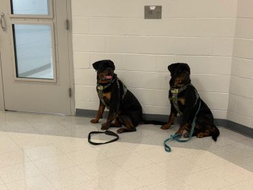 Two Rottweilers sitting indoors against a wall.