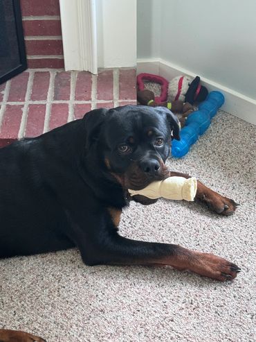 Rottweiler dog lying on carpet with a bone chew toy.