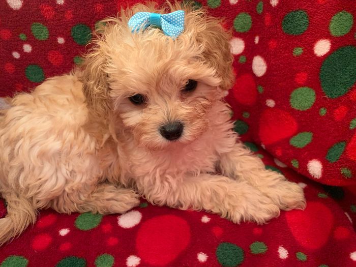MINI TOY ANE TEACUP POODLE - Pet Breeders - New York, New York - Request  Information - Phone Number - Yelp