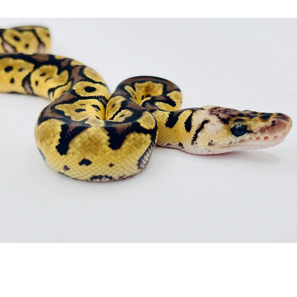 Pastel Clown