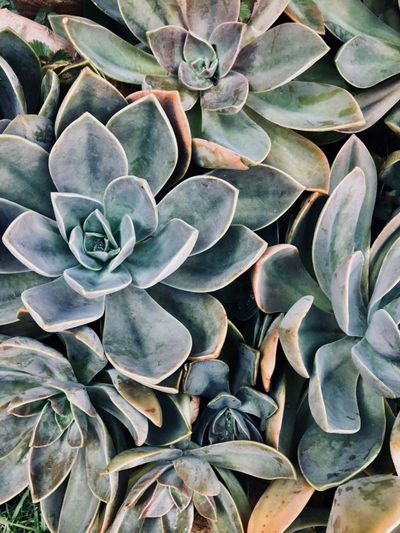 a group of succulents