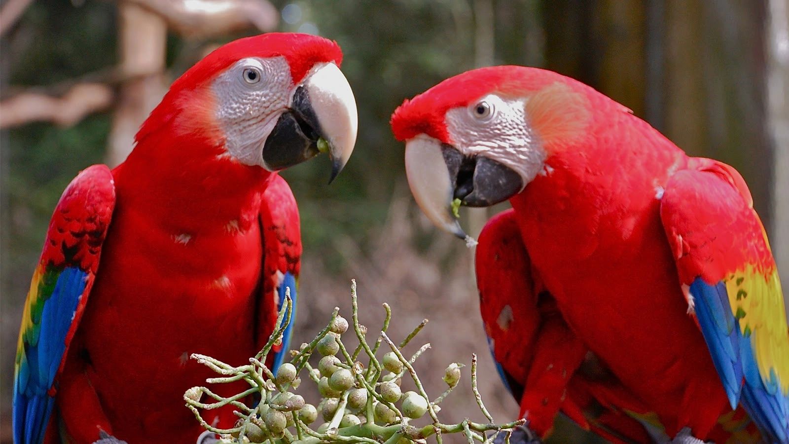 Southeast Exotic Bird Fair Bird Fair / Expo