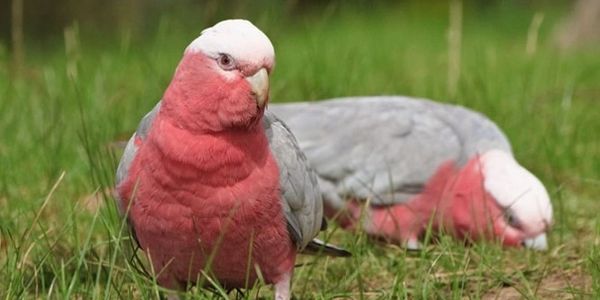 Rose-breasted Cockatoo feeding in the wild