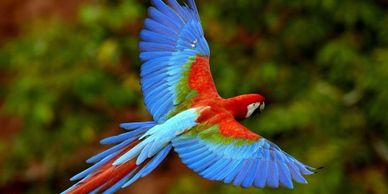 Greenwing Macaw flying 