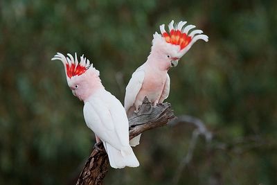 Major Mitchells Cockatoo perched 