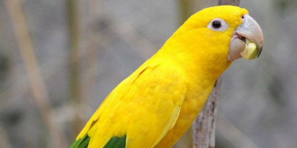 Golden Conure (Queen of Bavaria conure) eating in the wild.