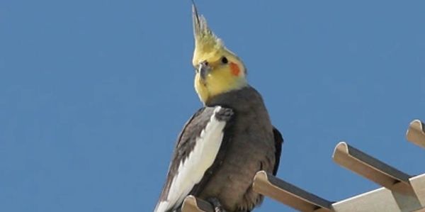 Male grey Cockatiel 