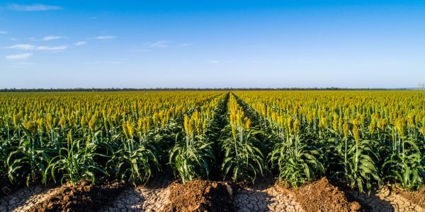 Vast sorghum field under blue sky.