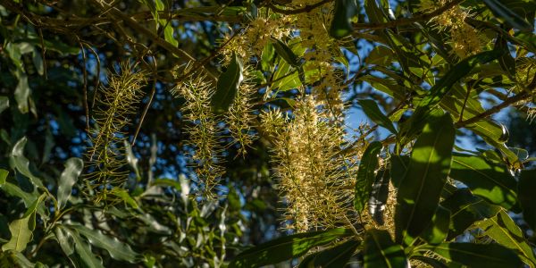 Golden yellow flowers hanging on tree branches in sunlight.