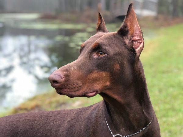 Red Doberman portrait