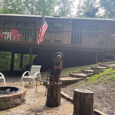 Dog Trainer, Dog Training, Professional Dog Training, Obedience Training, Puppy Training
