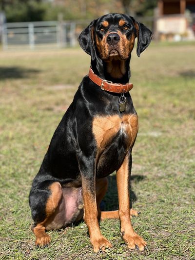 Dog Trainer, Dog Training, Professional Dog Training, Obedience Training, Puppy Training