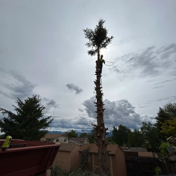 A tree cowboy lassoing a blue spruce.  Tree cutting, trimming and removal specialists