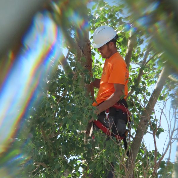 Tree Care, maintenance, removal, soil inspection and testing, log splitting services, free estimates