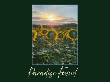 Sunset over a sunflower field with text 'Paradise Found'