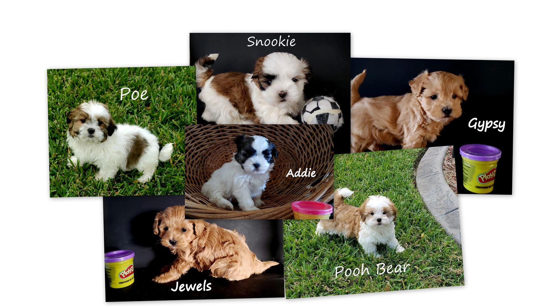 Puppiesflorida Net Puppies Teddy Bear Puppies Maltipoo Puppies