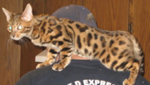 Bengal cats own you