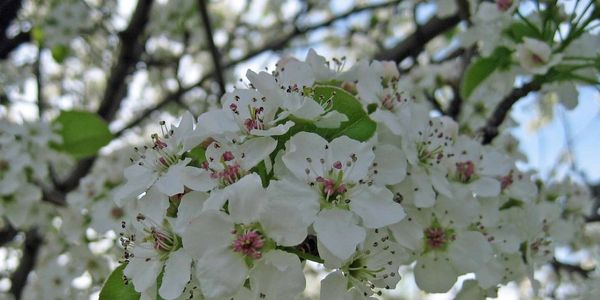 Close-up of white blossoms on a tree branch against a blue sky.