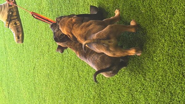 our puppies introduced to bite work in a gym just for our working dogs