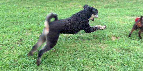 Black dog leaps to catch another dog.