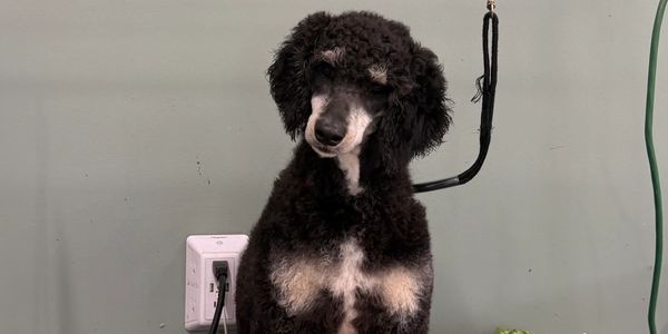 Black and white poodle sitting indoors.