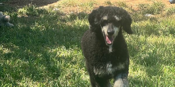 Black and white fluffy dog on grass.