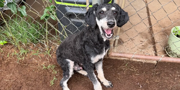 Happy black and white dog sitting outside by a fence.