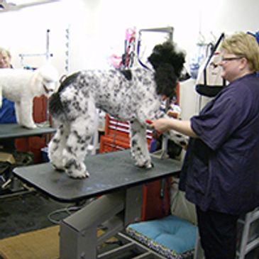 Cat and Dog Grooming in Pewaukee, WI