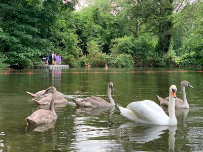 Swans and swimmer next to one another