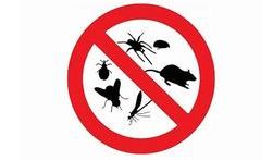 Pest Control in Deerfield Beach: Your Ultimate Guide