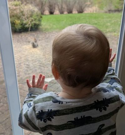 Henry is looking out the window at the birds and squirrels on the patio eating bird seed.