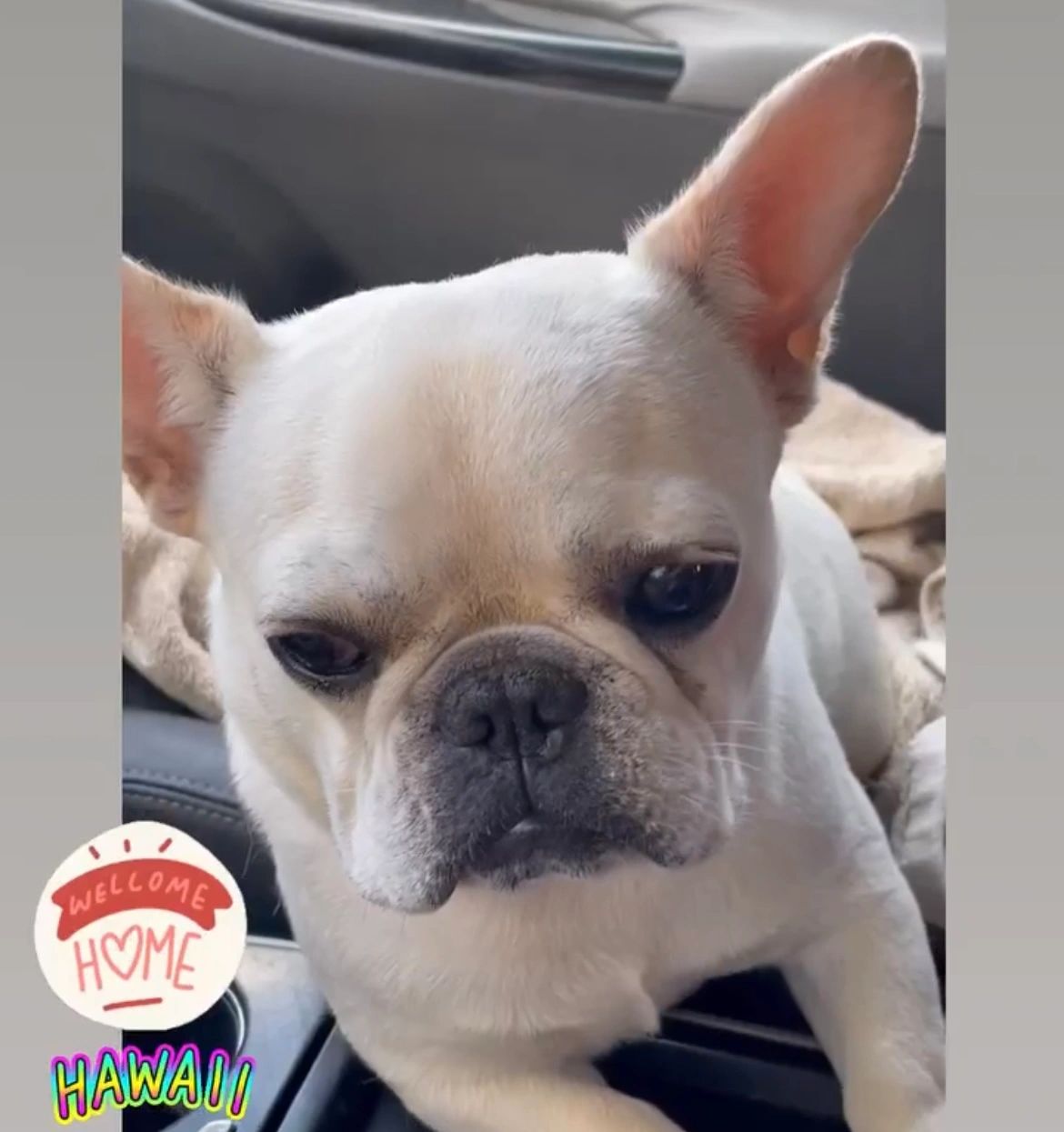 Looking for a loving home to foster. Please inquire within. 