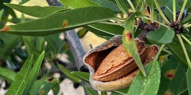 Almond tree with a ripe almond.