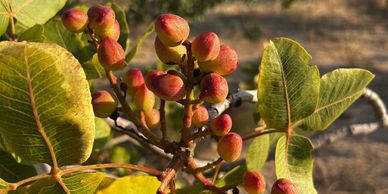 Pistachio tree with fruits