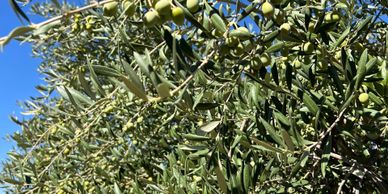 Arbequina olive tree with olives
