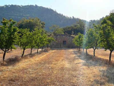 Dry stone cabin between the almond trees
