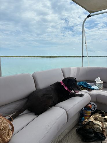 Dogs are always welcome