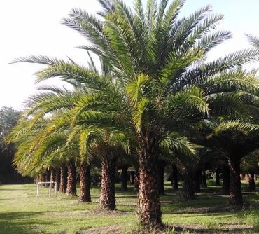 Sylvester Palm
