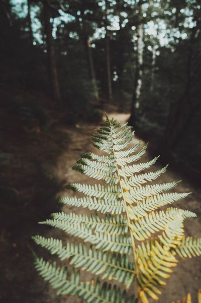 fern in forrest