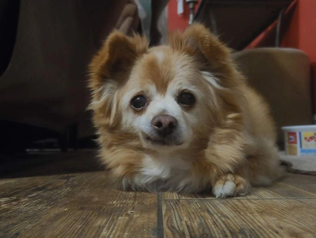 The Pawsitive Pets Sitter Pet Sitting, Pet Boarding