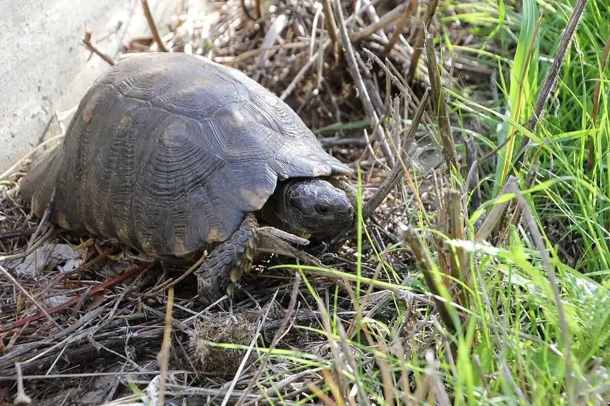 Captive Care of the Marginated Tortoise